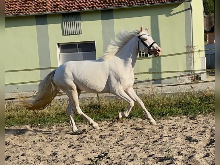 Connemara Giumenta 3 Anni 147 cm Cremello in Lisberg