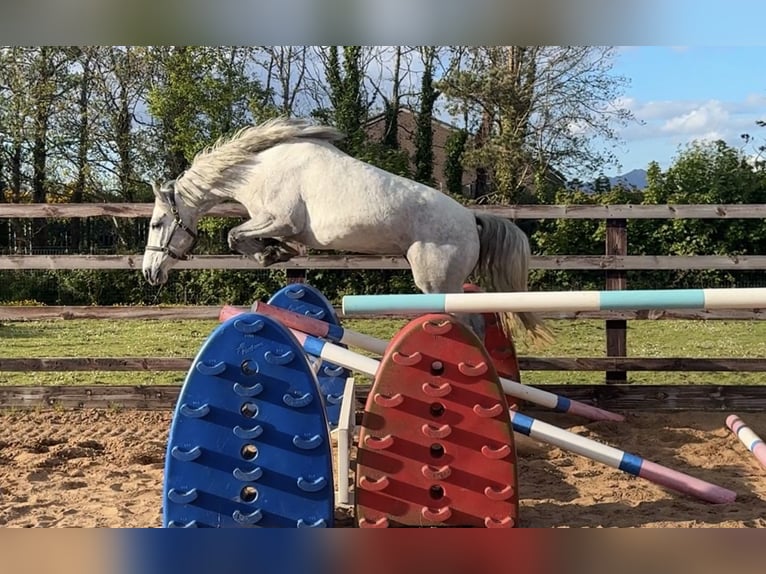 Connemara Giumenta 3 Anni 147 cm Grigio in Newry