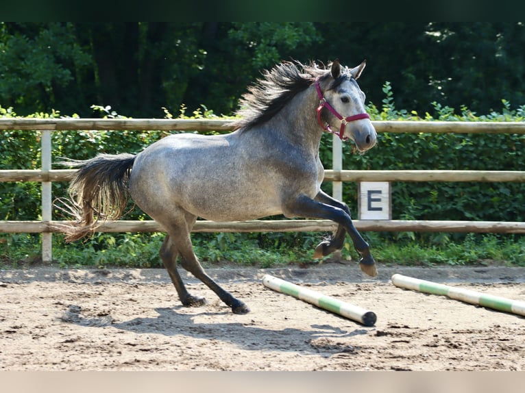 Connemara Giumenta 3 Anni 147 cm Grigio ferro in Greding