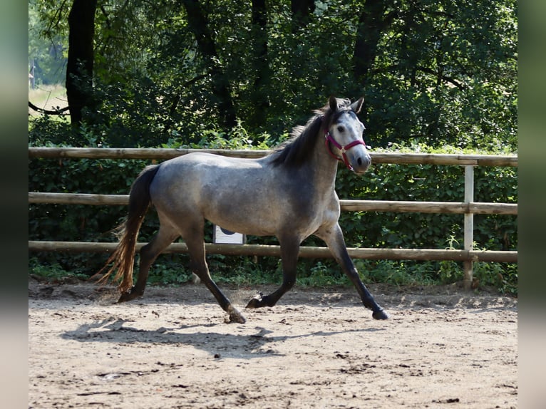 Connemara Giumenta 3 Anni 147 cm Grigio ferro in Greding