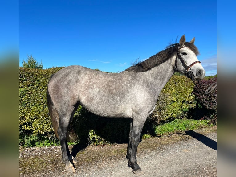 Connemara Giumenta 3 Anni 148 cm in Enniscrone