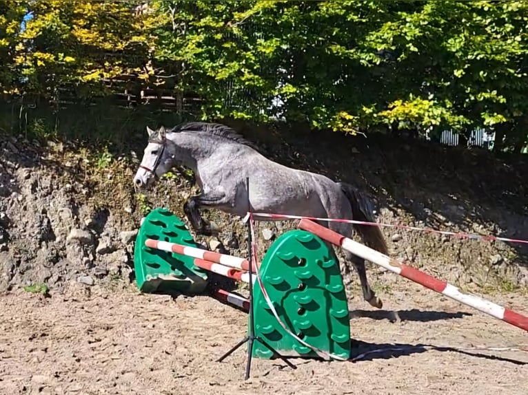 Connemara Giumenta 3 Anni 148 cm in Enniscrone