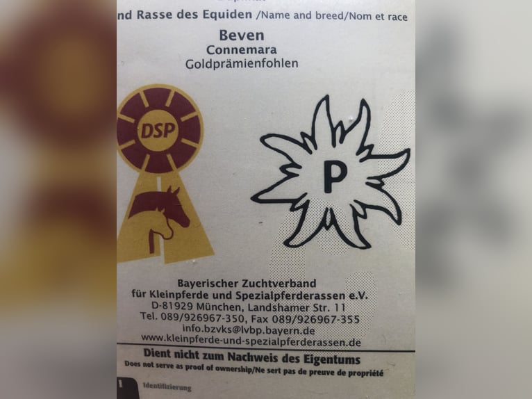 Connemara Giumenta 3 Anni 148 cm Può diventare grigio in Höslwang