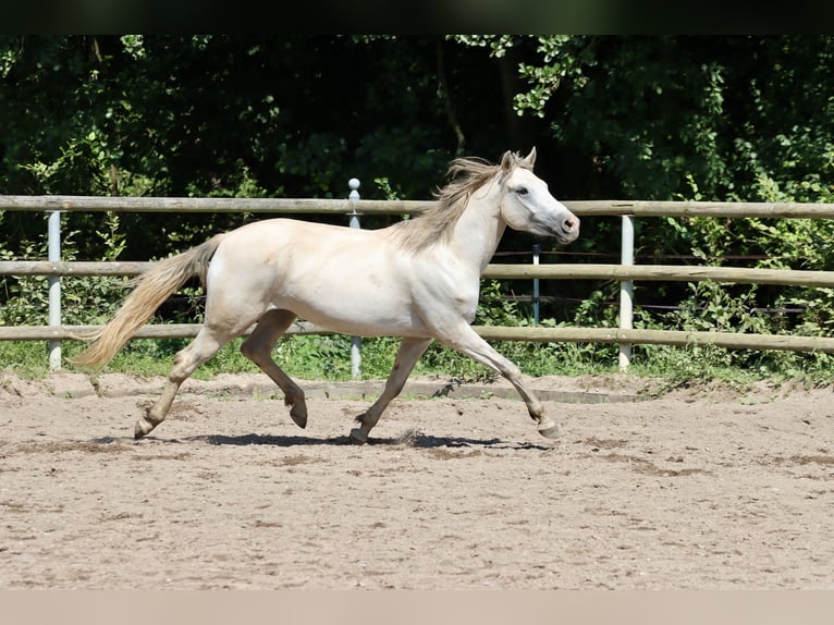 Connemara Giumenta 3 Anni 149 cm Grigio in Greding