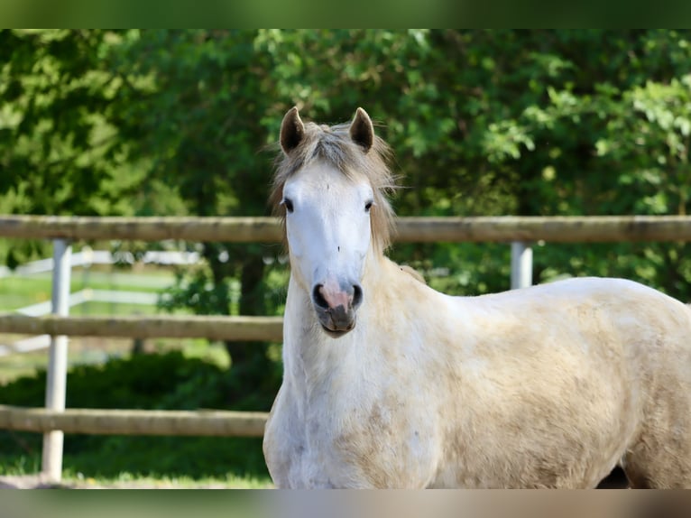 Connemara Giumenta 3 Anni 149 cm Grigio in Greding