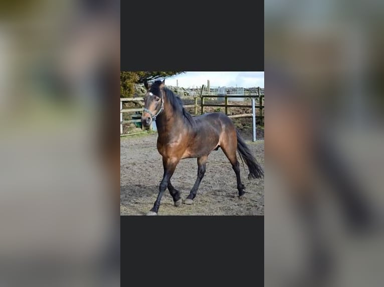 Connemara Giumenta 3 Anni 150 cm Baio in Zwartewaal