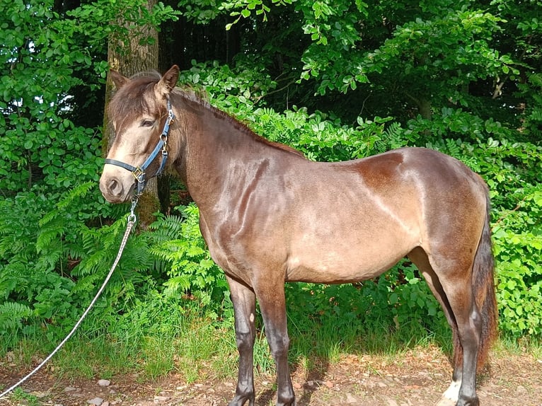 Connemara Giumenta 3 Anni 150 cm Falbo in Rothenbuch