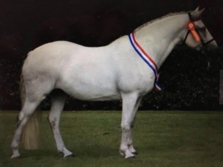 Connemara Giumenta 3 Anni 150 cm Falbo in Rothenbuch