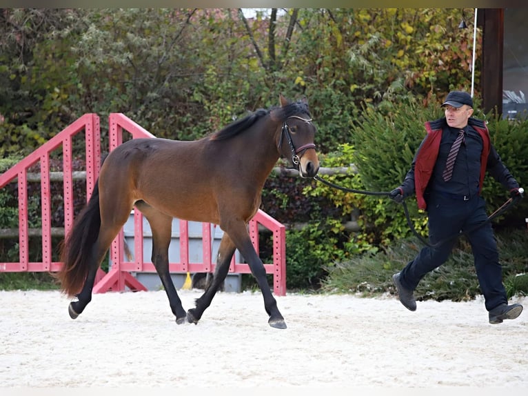 Connemara Giumenta 3 Anni 151 cm Baio in Doln&#xED; Dobrou&#x10D; Czech republic