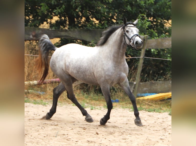 Connemara Giumenta 3 Anni 152 cm Leardo in Uelsen