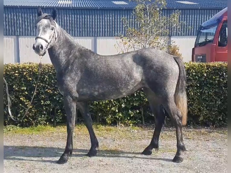 Connemara Giumenta 3 Anni Grigio pezzato in Kildare