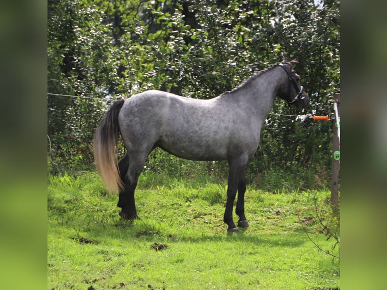 Connemara Giumenta 3 Anni Roano rosso in Uelsen