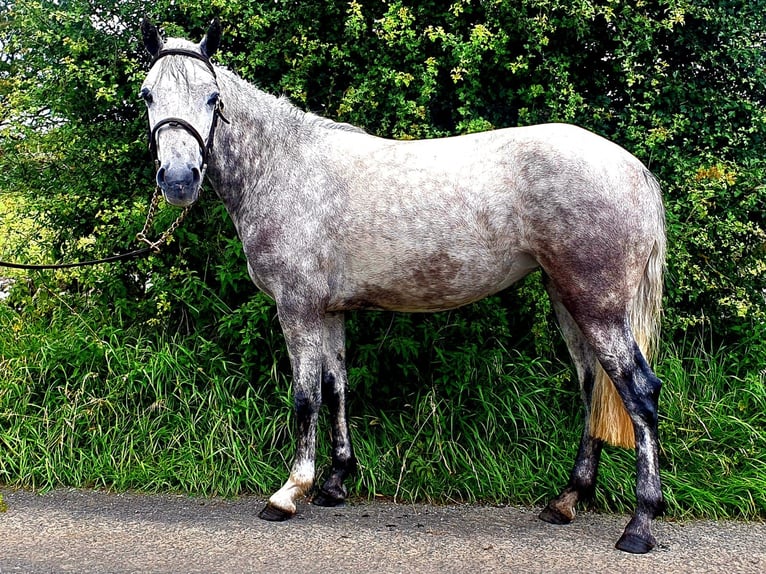 Connemara Giumenta 4 Anni 138 cm Grigio pezzato in Roscommon