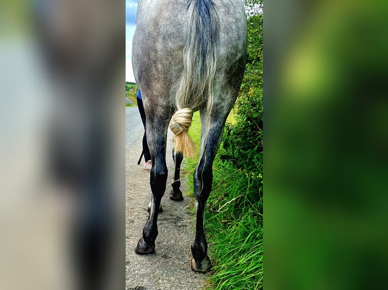 Connemara Giumenta 4 Anni 138 cm Grigio pezzato in Roscommon