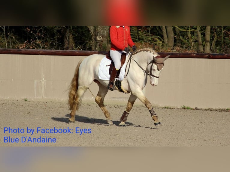 Connemara Giumenta 4 Anni 138 cm Pelle di daino in Lisowice