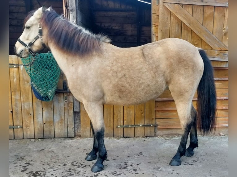 Connemara Giumenta 4 Anni 138 cm Pelle di daino in Lisowice