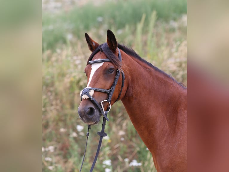 Connemara Giumenta 4 Anni 139 cm Baio in Zürich