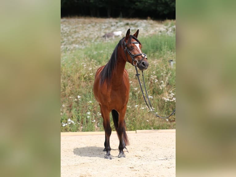 Connemara Giumenta 4 Anni 139 cm Baio in Zürich