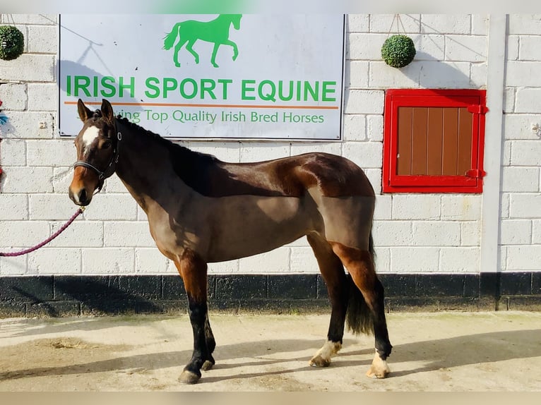 Connemara Giumenta 4 Anni 142 cm Baio in Mountrath