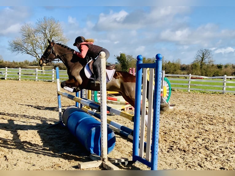 Connemara Giumenta 4 Anni 142 cm Baio in Mountrath