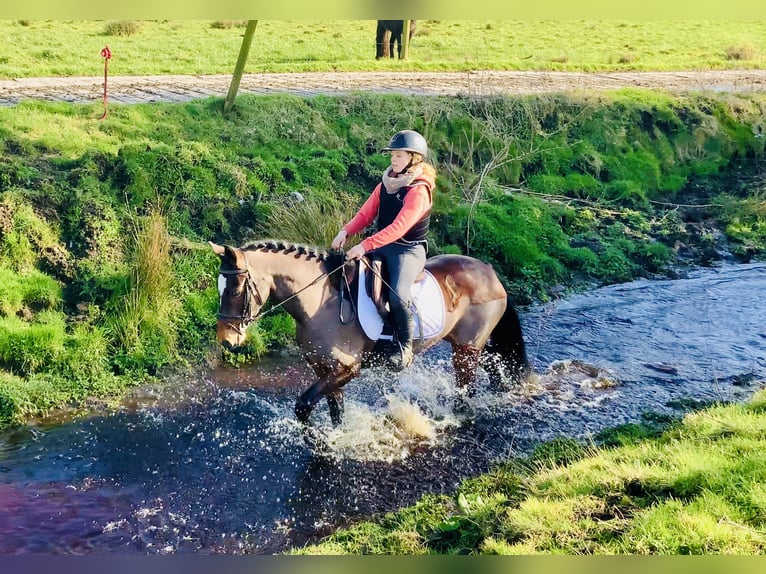 Connemara Giumenta 4 Anni 142 cm Baio in Mountrath