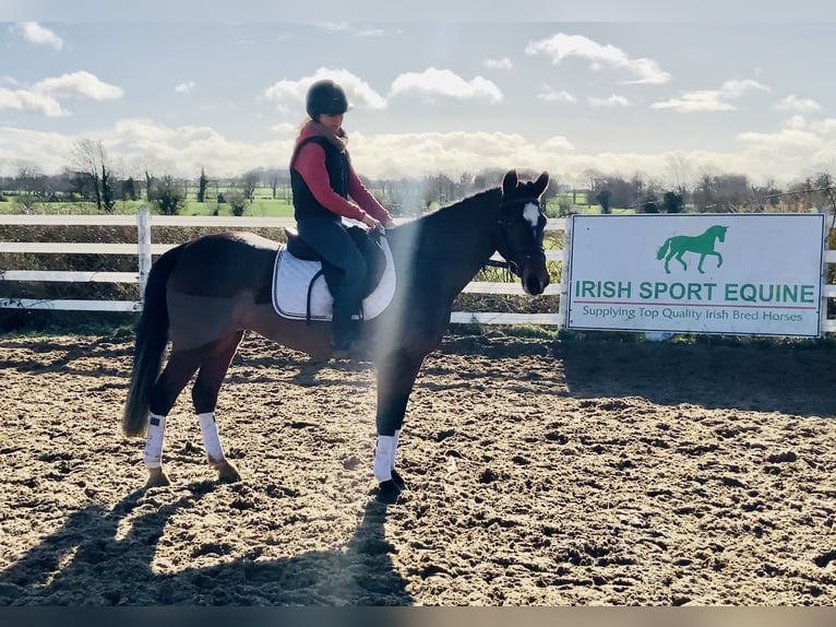 Connemara Giumenta 4 Anni 142 cm Baio in Mountrath