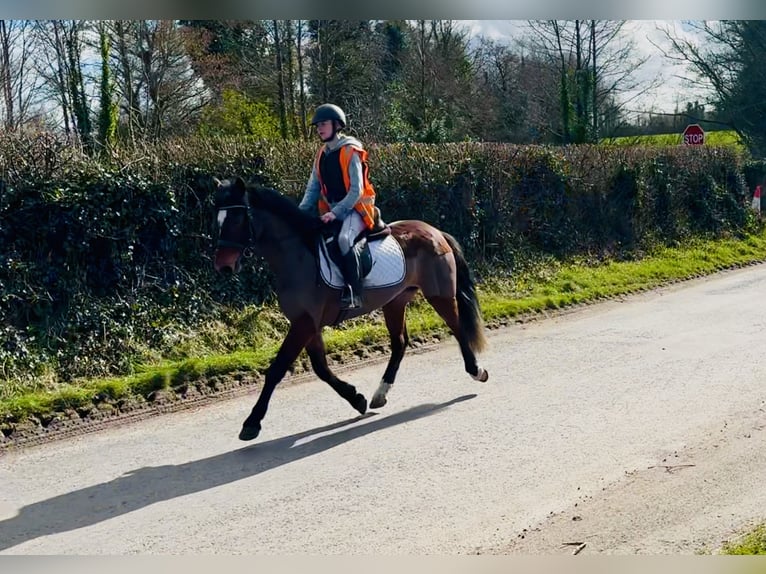 Connemara Giumenta 4 Anni 142 cm Baio in Mountrath