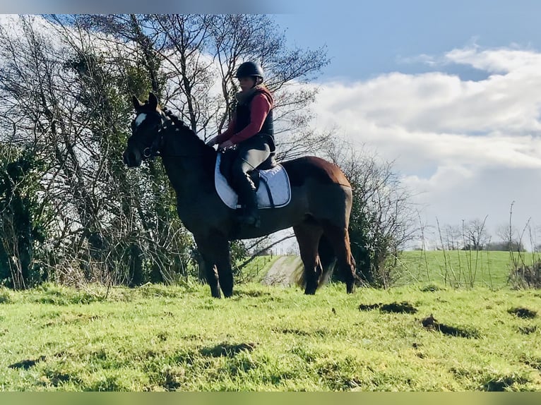 Connemara Giumenta 4 Anni 142 cm Baio in Mountrath