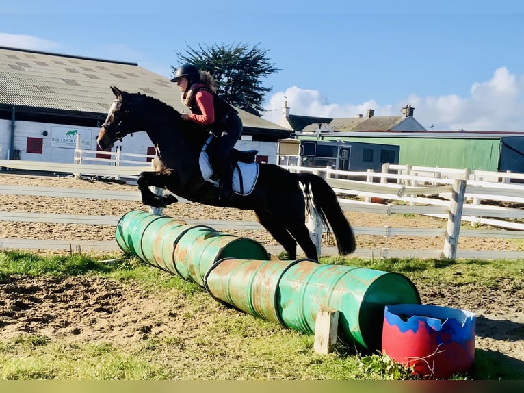 Connemara Giumenta 4 Anni 142 cm Baio in Mountrath