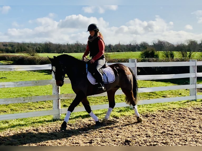 Connemara Giumenta 4 Anni 142 cm Baio in Mountrath