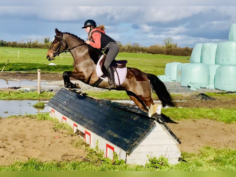 Connemara Giumenta 4 Anni 142 cm Baio in Mountrath