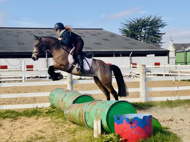 Connemara Giumenta 4 Anni 142 cm Falbo in Mountrath