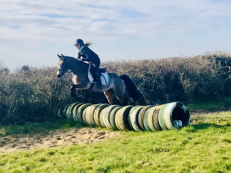 Connemara Giumenta 4 Anni 142 cm Falbo in Mountrath