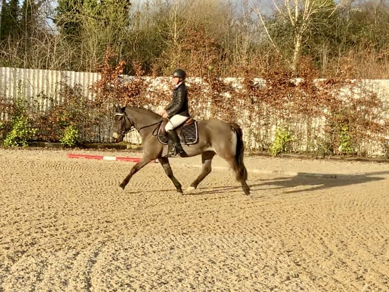 Connemara Giumenta 4 Anni 142 cm Falbo in Mountrath