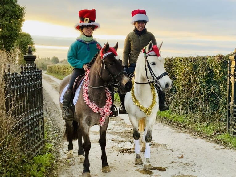 Connemara Giumenta 4 Anni 142 cm Falbo in Mountrath