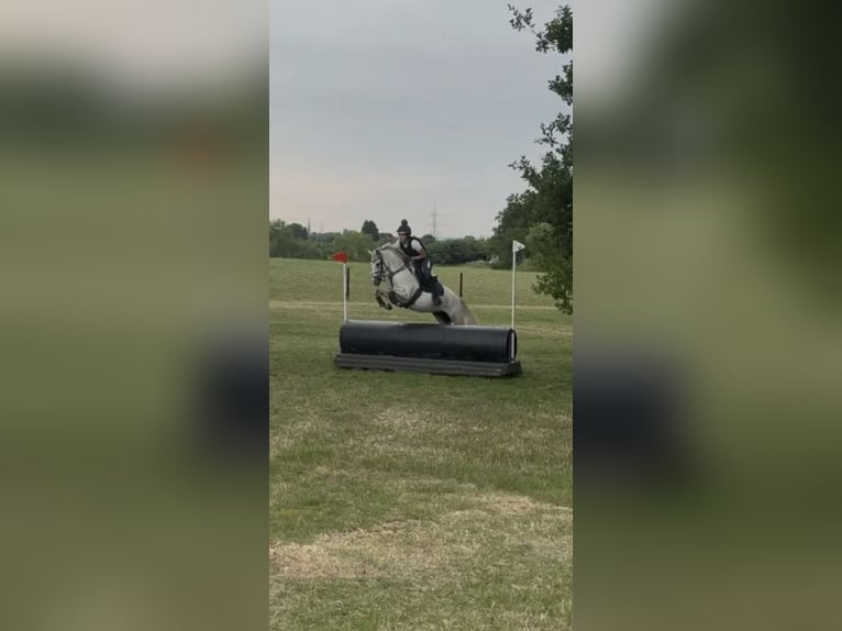Connemara Giumenta 4 Anni 142 cm Grigio in Valley Park