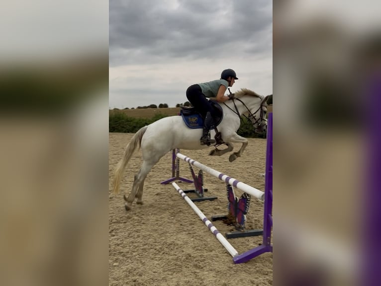 Connemara Giumenta 4 Anni 142 cm Grigio in Valley Park
