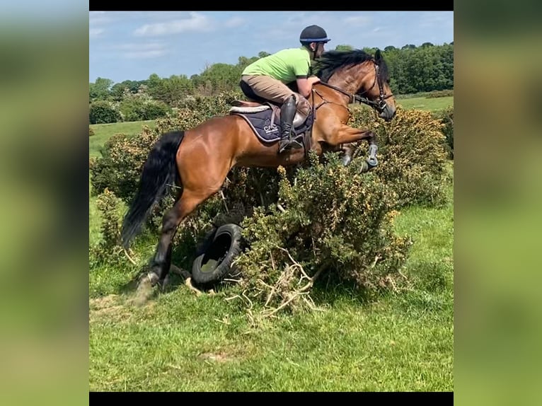 Connemara Giumenta 4 Anni 143 cm Baio ciliegia in Westmeath