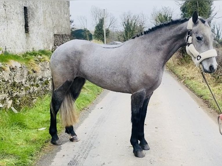 Connemara Giumenta 4 Anni 143 cm Grigio in Sligo