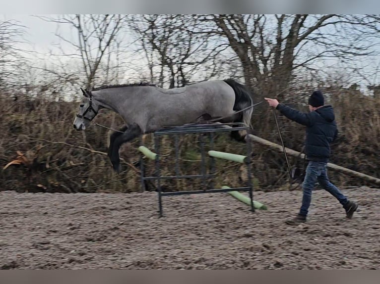 Connemara Giumenta 4 Anni 143 cm Grigio in Sligo