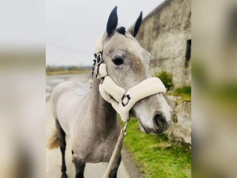 Connemara Giumenta 4 Anni 143 cm Grigio in Sligo