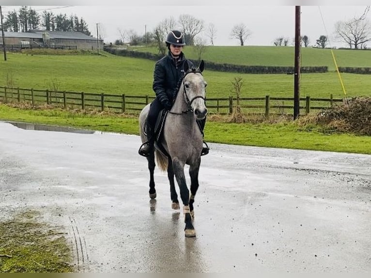 Connemara Giumenta 4 Anni 143 cm Grigio in Sligo