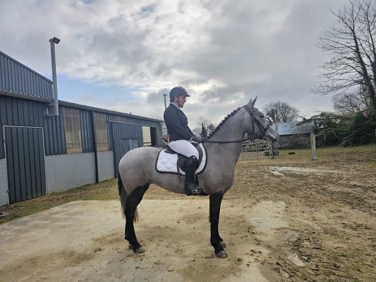 Connemara Giumenta 4 Anni 143 cm Grigio in Sligo