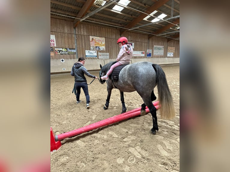 Connemara Mix Giumenta 4 Anni 143 cm Grigio rossastro in Mettlach