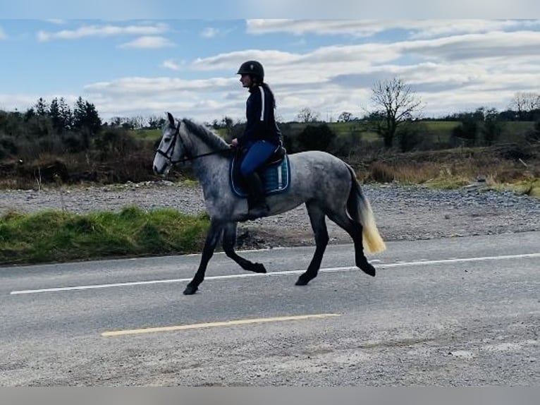 Connemara Giumenta 4 Anni 144 cm Grigio in Sligo