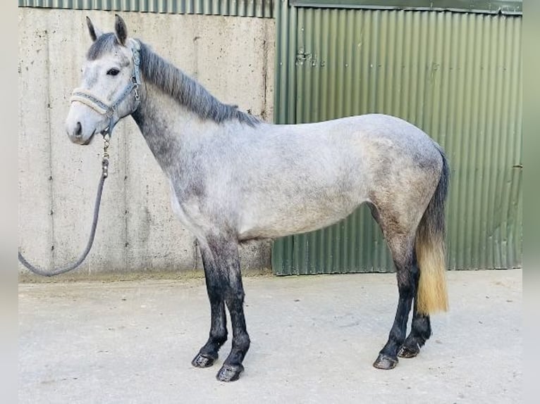 Connemara Giumenta 4 Anni 144 cm Grigio in Sligo