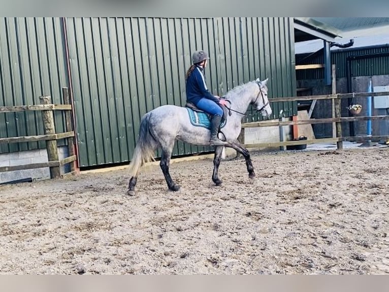 Connemara Giumenta 4 Anni 144 cm Grigio in Sligo