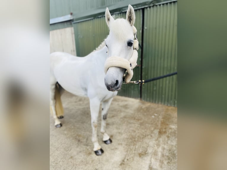 Connemara Giumenta 4 Anni 144 cm Grigio in Sligo