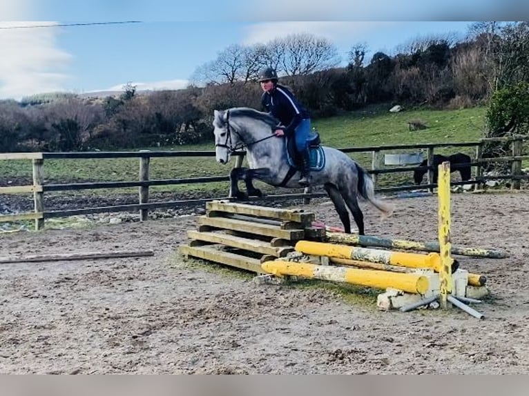 Connemara Giumenta 4 Anni 144 cm Grigio in Sligo