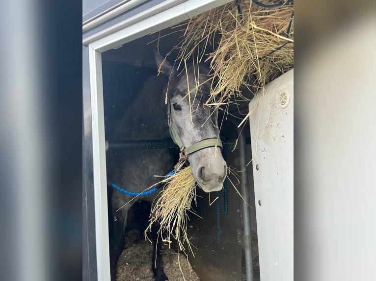 Connemara Giumenta 4 Anni 144 cm Grigio in AldransAldrans